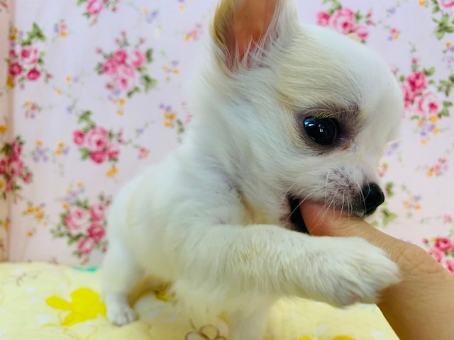 チワマル（マルチワ）