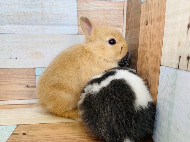 ドワーフラビット