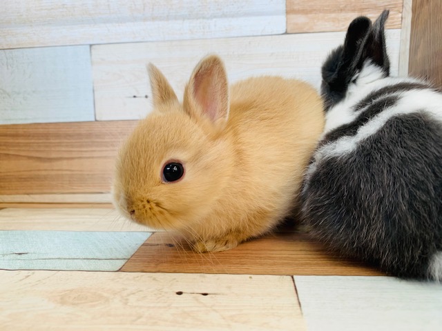 ドワーフラビット