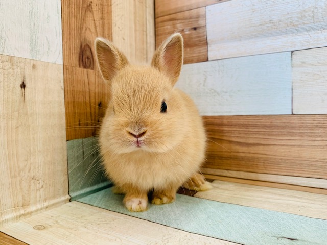 ドワーフラビット