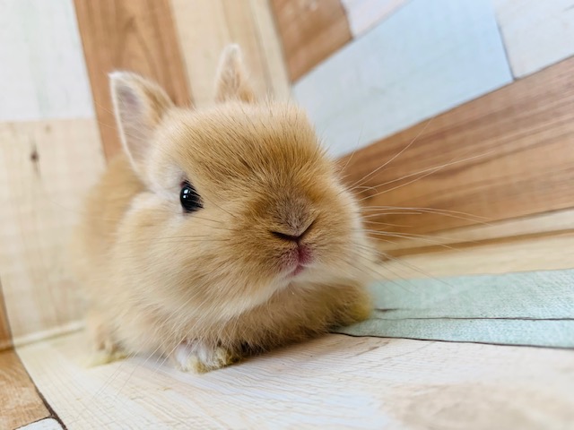 つまり顔のドワーフラビットちゃん♡ ドワーフラビット