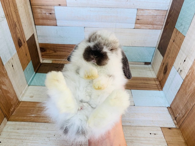 ホーランドロップ