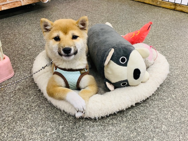 ふれあえます!豆柴ちゃん♡ 豆柴