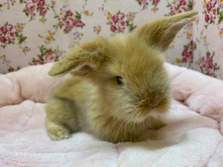 マイペース☆ツンデレ顔??(笑)ロップイヤー☆ ロップイヤーラビット