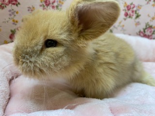 マイペース☆ツンデレ顔??(笑)ロップイヤー☆ ロップイヤーラビット