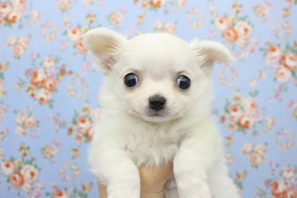 白くてムチムチ☆チワワ・男の子! チワワ