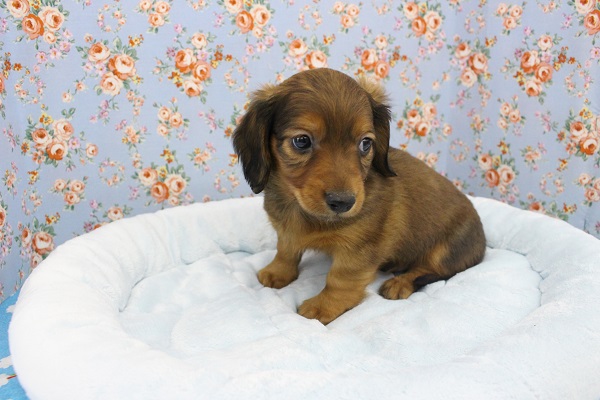 ミニチュアダックス