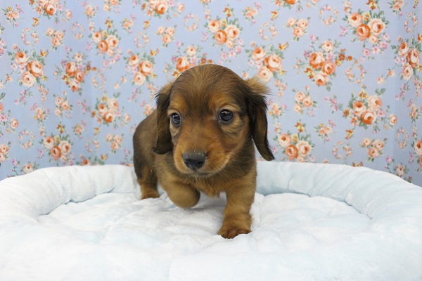 ミニチュアダックス