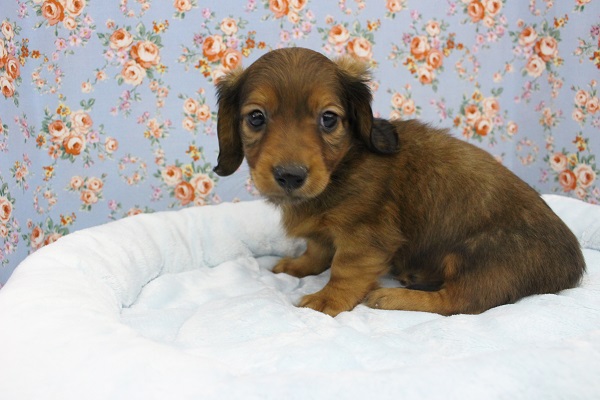 ミニチュアダックス