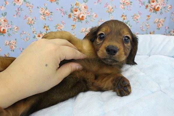 ミニチュアダックス