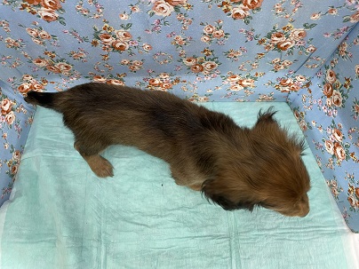 ミニチュアダックス