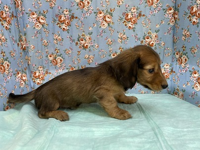 ミニチュアダックス