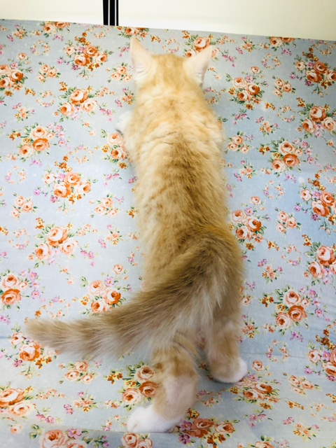 スコティッシュフォールド