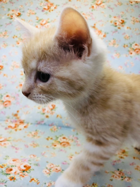 スコティッシュフォールド