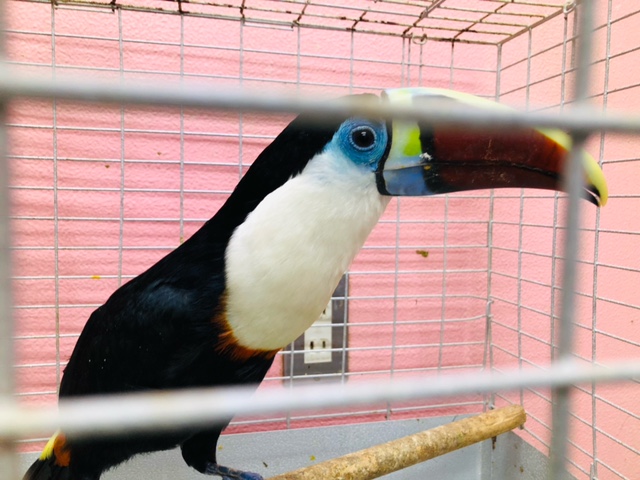 シロムネオオハシ