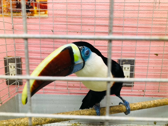 シロムネオオハシ