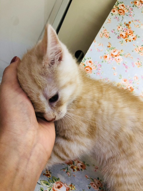 スコティッシュフォールド