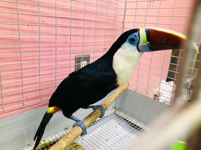 シロムネオオハシ