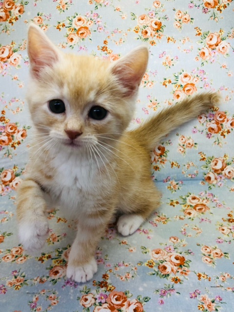 スコティッシュフォールド