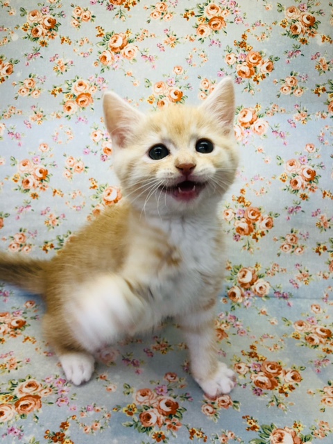 スコティッシュフォールド