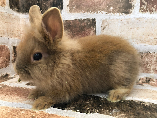 ライオンラビット