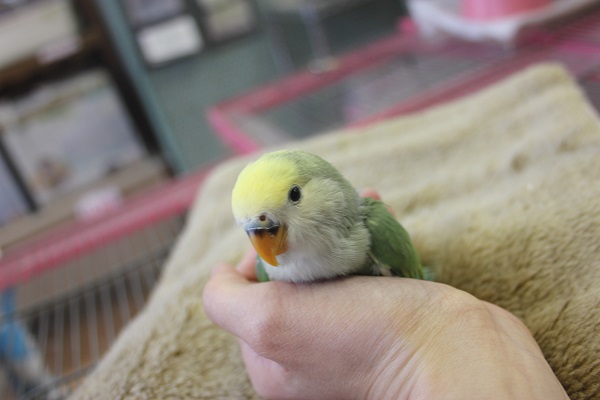 コザクラインコ（小桜インコ）