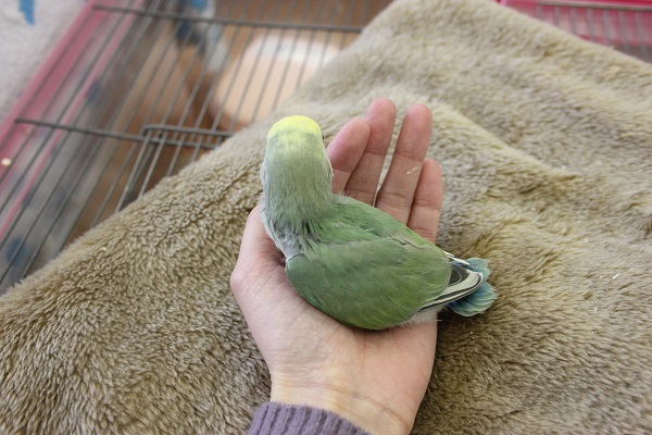 コザクラインコ（小桜インコ）