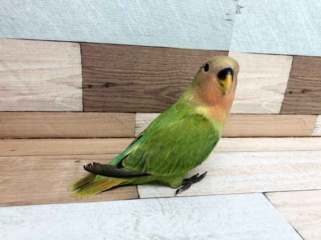 コザクラインコ（小桜インコ）