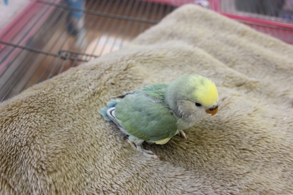 コザクラインコ（小桜インコ）