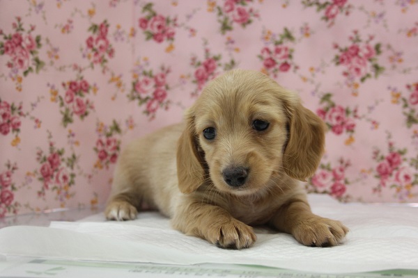 ミニチュアダックス