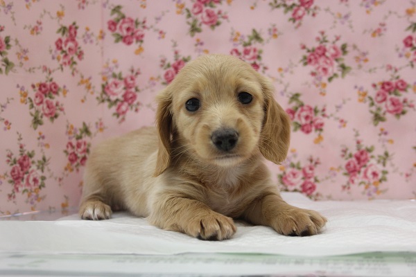 ミニチュアダックス