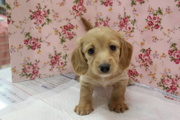 ミニチュアダックス