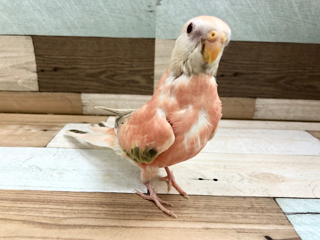 アキクサインコ（秋草インコ）