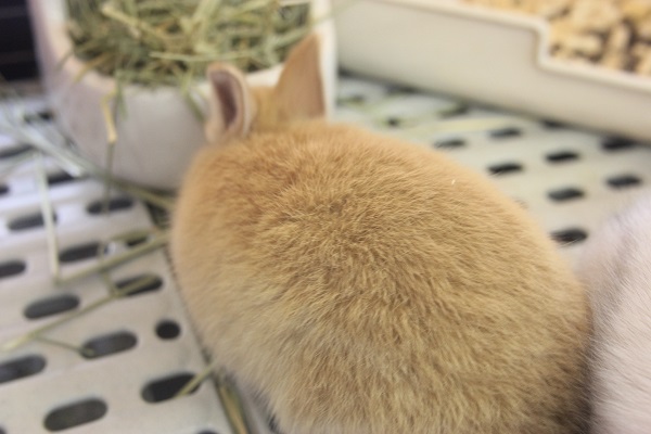 ネザーランドドワーフ