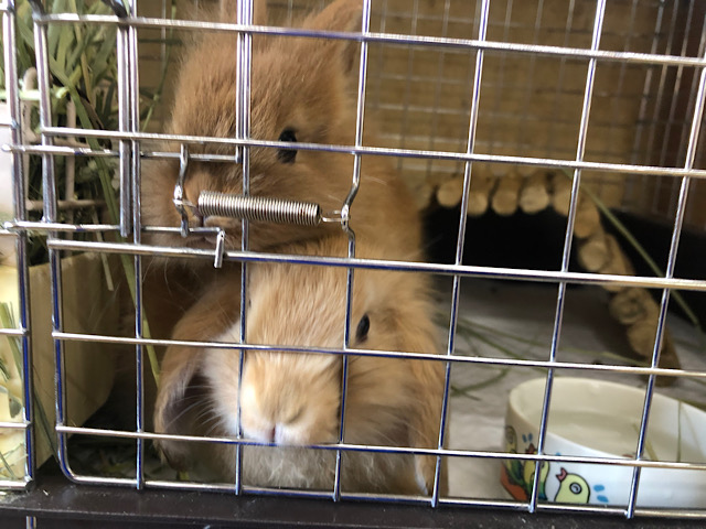 ライオンラビット