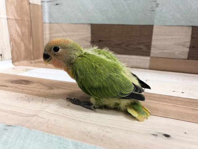 コザクラインコ（小桜インコ）