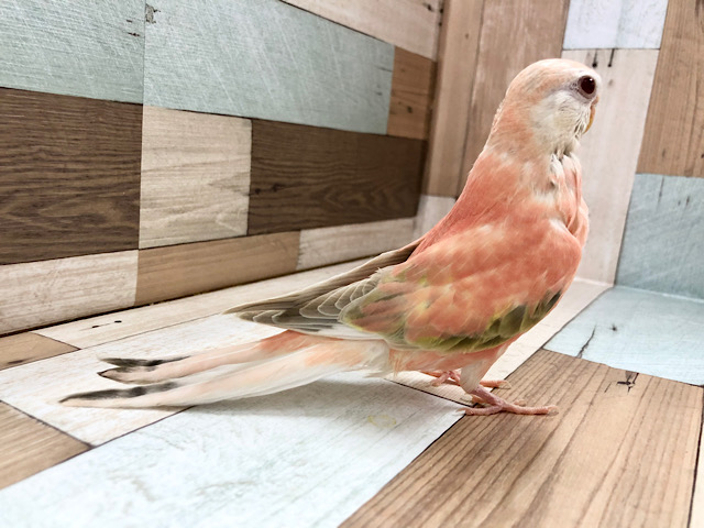 アキクサインコ（秋草インコ）