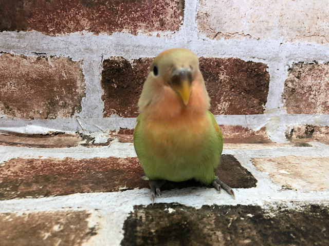 コザクラインコ（小桜インコ）