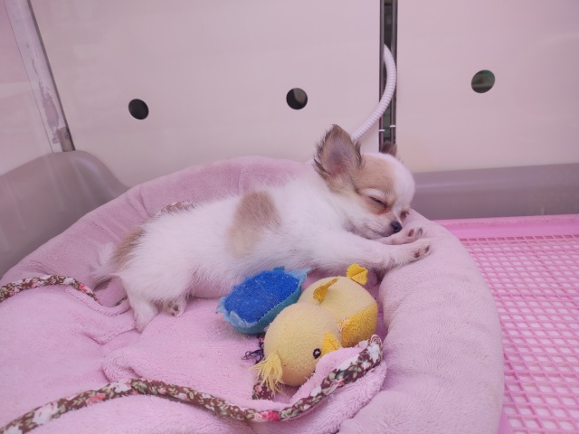 元気女子!!チワワちゃん♪ チワワ