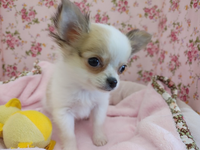 元気女子!!チワワちゃん♪ チワワ