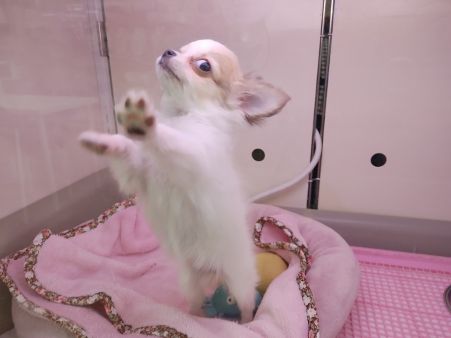 元気女子!!チワワちゃん♪ チワワ