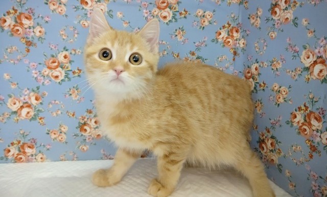 スコティッシュフォールド