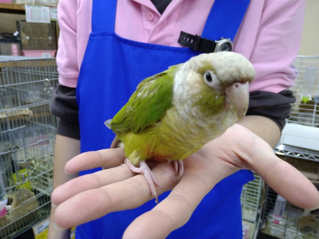 アカオウロコインコ
