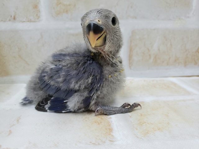 コザクラインコ（小桜インコ）