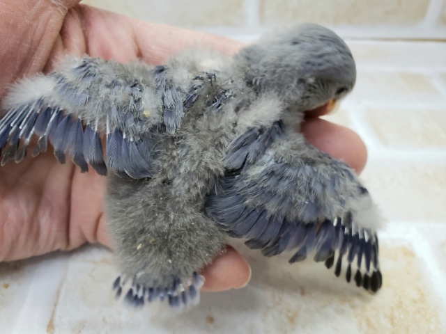 コザクラインコ（小桜インコ）