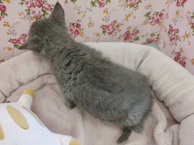 ブリティッシュショートヘア