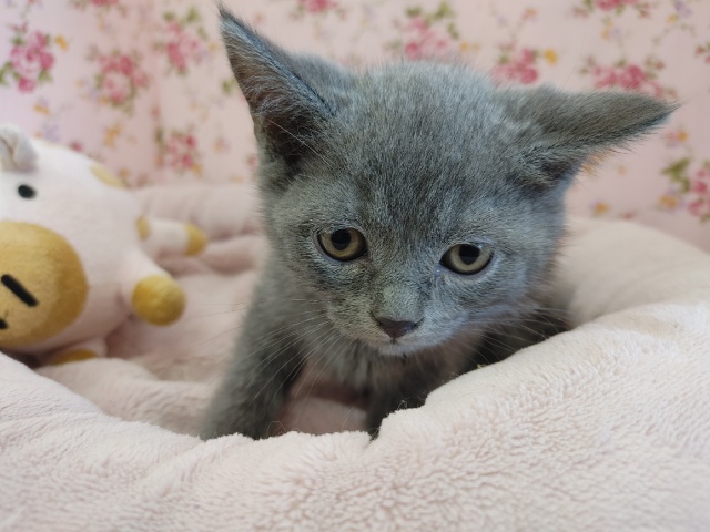 ブリティッシュショートヘア