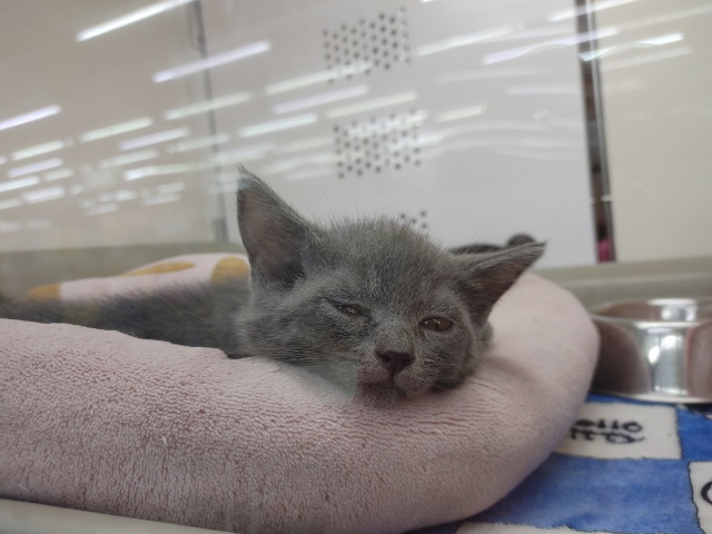 ブリティッシュショートヘア