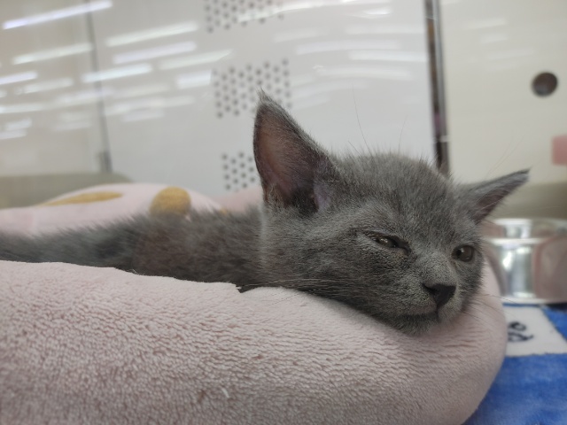 ブリティッシュショートヘア