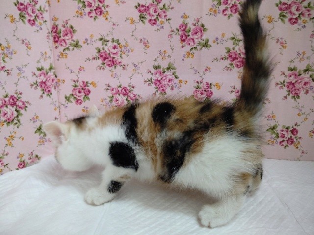 アメリカンショートヘア